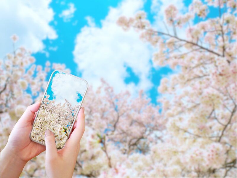 スマホ　桜